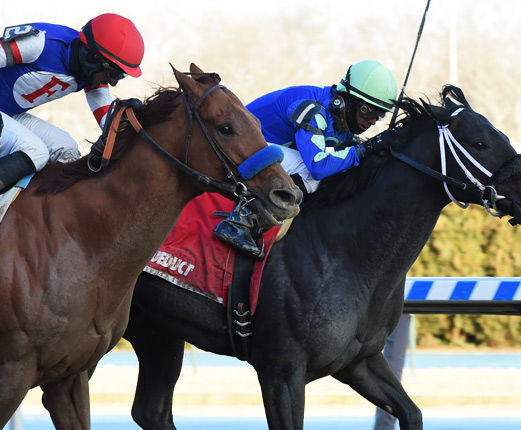 Honor Up wins third in a row with esteemable Haynesfield effort
