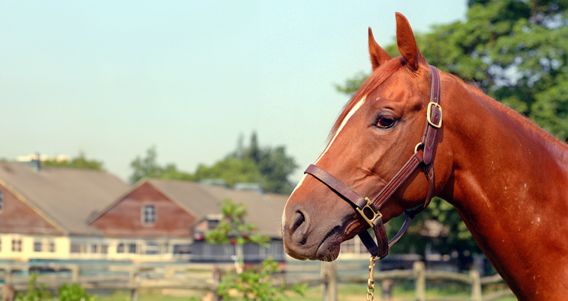 NYRA remembers trainer Thomas L. “Lou” Rondinello