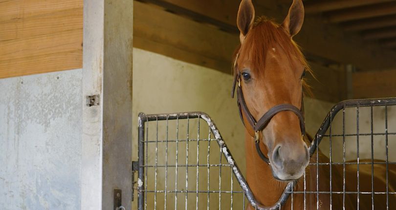 Red Route One breezes for G1 Belmont Stakes